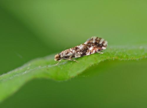 Réf. 302 553 : Nemapogon sp.